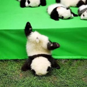 Meet your Posher, Laurel